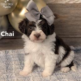 Chai - Brown and white female Bernedoodle puppy in Heyworth, Illinois from Cobble Creek Puppies