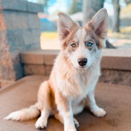 Sparrow - Chocolate male Pomsky puppy in Cleveland, Ohio from Lake Point Pomskies