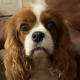 Maya - Cavalier King Charles Spaniel