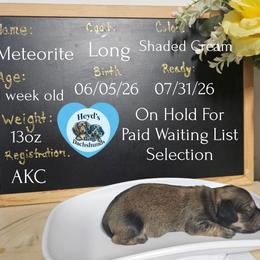 Meteorite - Cream male Dachshund puppy in Hoquiam, Washington from Heyd's Mini Dachshunds