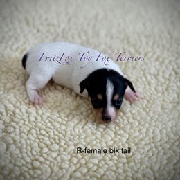 Blaze, black tail - White black and tan female Toy Fox Terrier puppy in Wayne, Oklahoma from FritzFox Toy Fox Terriers
