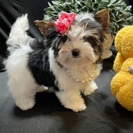 Biewer Terrier Puppies from Forever Charmed