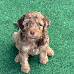 Puppy pick 4 - Merle male Goldendoodle puppy in Natural Bridge, Virginia from Padgetts Hill Puppies