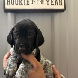Shoeless Grey collar - Black roan male German Shorthaired Pointer puppy in Six Mile, South Carolina from The Proper Pointer Co.