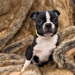 Baby y - Black brindle and white male Boston Terrier puppy in Redlands, California from Off The Hook Boston Buddies