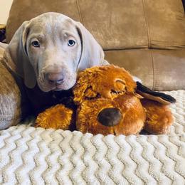 Weimaraner Puppies from K&K Weimaraners