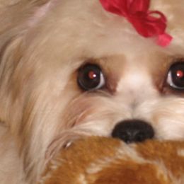 Havanese and Pugs from Camelot Kennel