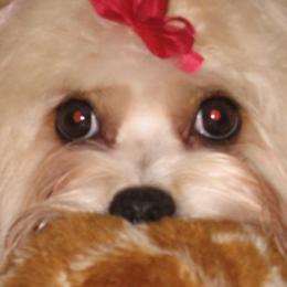 Havanese and Pugs from Camelot Kennel