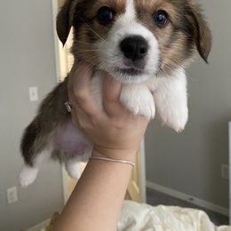 Pembroke Welsh Corgi Puppies from Starrs Soda Factory