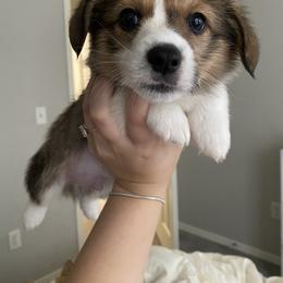 Pembroke Welsh Corgi Puppies from Starrs Soda Factory