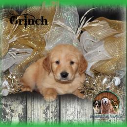 Grinch - Light golden male Golden Retriever puppy in Anson, Texas from Diamond Bar N Ranch