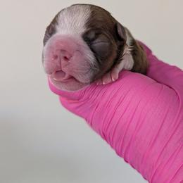 Red boy (on hold for Connie) - Red male Boston Terrier puppy in Oak Hills, California from All American Boston Terriers