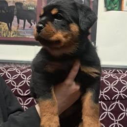 Boy 4 - Black and mahogany male Rottweiler puppy in De Witt, Iowa from Irish Eyes Kennels