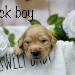 Golden Retriever Puppies from All shades Golden