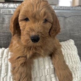 Goldendoodle Puppies from Mini Goldendoodles of New England