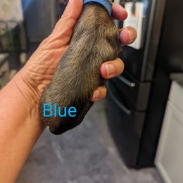 Boy 1 - Dachshund puppy in Homosassa, Florida from Foxies Doxies