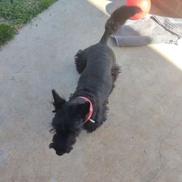 Darby - Scottish Terrier
