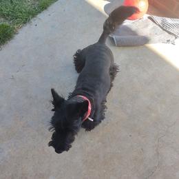 Darby - Scottish Terrier