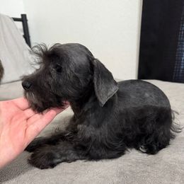 Boy 4 - Black male Miniature Schnauzer puppy in Decatur, Texas from Virgil Farms