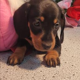 Andy - Black and tan male Dachshund puppy in Randolph, Texas from Spindle's Little Treasures