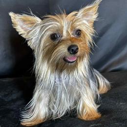 Potato - Yorkshire Terrier
