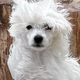 Solstice - White female Chinese Crested puppy in Pinedale, Arizona from Aradia