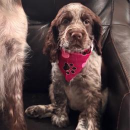 Molly - Liver white and roan female English Springer Spaniel puppy in Braidwood, Illinois from A & R Springers