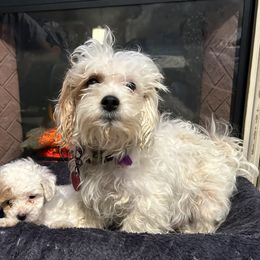 Marlow - Shihpoo