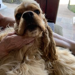 Cocker Spaniel All Grown Up from Starlight's American Cockers