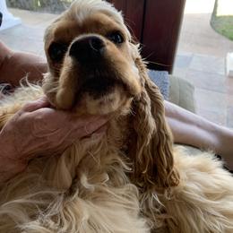 Cocker Spaniel All Grown Up from Starlight's American Cockers