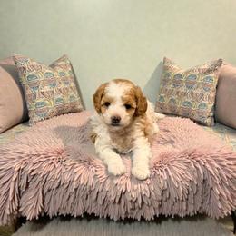Treasure - Parti female Goldendoodle puppy in St. George, Utah from Winchester Hills Poodles and Doodles