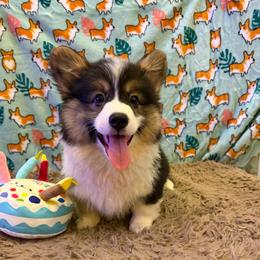 Raleigh - Black and tan male Pembroke Welsh Corgi puppy in Minooka, Illinois from Lucky J Corgis