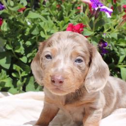 ARMANI Isabella tan boy long hair - Fawn (isabella) and tan male Dachshund puppy in Stockton, California from Wiggles & Wags Dachshund's
