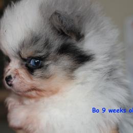 Bo - Blue merle male Pomeranian puppy in Dillon, Montana from Medicine Lodge Poms LLC