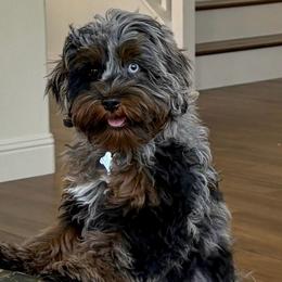 Gigi - Cavapoo