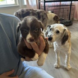 Border Collie Puppies from Athena’s Collies