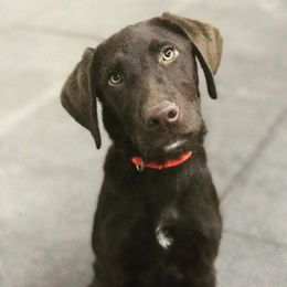 Belgian Malinois and Labrador Retriever Puppies from Elite Canine Training & Outfitters