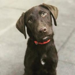 Belgian Malinois and Labrador Retriever Puppies from Elite Canine Training & Outfitters