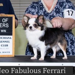 Ferrari - Chihuahua