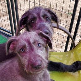 Irish Wolfhound Puppies from Wicked Wolfhounds Ltd.