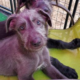 Irish Wolfhound Puppies from Wicked Wolfhounds Ltd.
