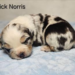 Chick Norris - Blue merle male Miniature Australian Shepherd puppy in Owensboro, Kentucky from JnT's Bluegrass Mini Aussies