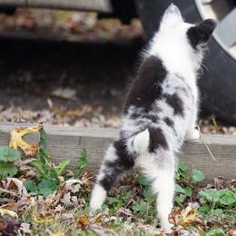 Rottweiler and Shetland Sheepdog Puppies from Mountain High Kennels