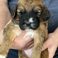 Saint Berdoodle Puppies from Darling St Berdoodles