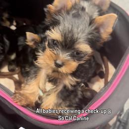 Yorkshire Terrier Puppies from Heaven_sent_toy_yorkies
