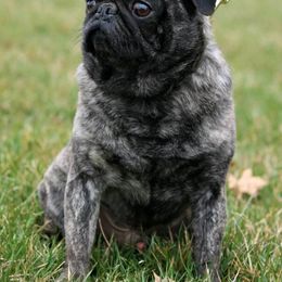 niko - Pug