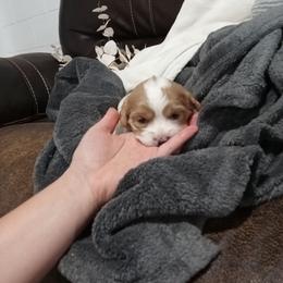 Rosie - Tan and white female Cavachon puppy in Millersburg, Ohio from My Furry Friends