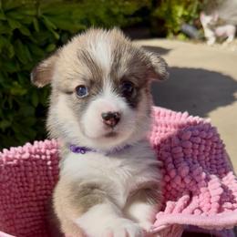 Purple - Sable female Pembroke Welsh Corgi puppy in Wheatland, California from Emerald Corgis