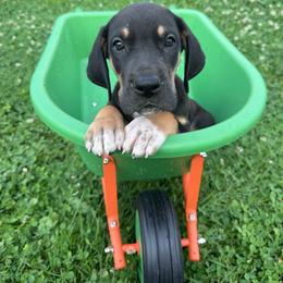 Gin - Black male Great Dane puppy in Wellsville, New York from Prophecy Danes