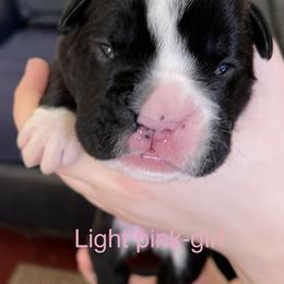 Boxer Puppies from Boxers Von Drachenburg